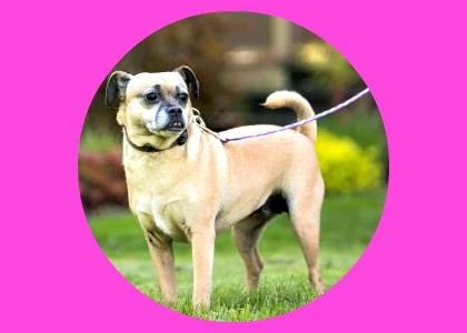 adoptable pets