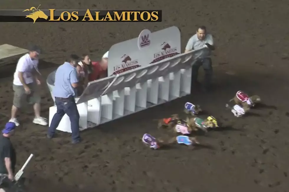 Wienerschnitzel Wiener Nationals Is the Only Dog Race You Need to See