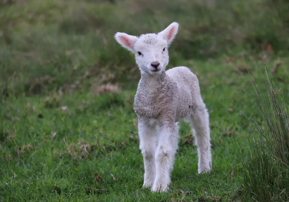 The Baby Farm Animals are Back at the Minnesota Zoo
